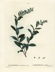 Leatherleaf, Chamaedaphne calyculata. Handcoloured stipple engraving by Miss Brenet after an illustration by Pierre-Joseph Redoute from Henri Louis Duhamel du Moncel