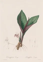 The Lilies: Kaempferia longa