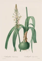 The Lilies: Ornithogalum longibracteatum