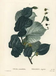 Lime Tree, Tilia Rotundifolia