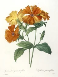 Lychnide a grandes fleurs, from Choix Des Plus Belle Fleurs et des Plus Beaux Fruits, 1827