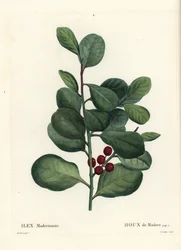 Madeira Holly, Ilex Perado