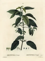 Maqui or Chilean wineberry, Aristotelia chilensis
