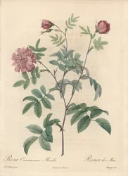 May Rose or Cinnamon Rose - Engraving by Chapuy, from an Illustration by Pierre Joseph Redoute, Extract from Les Roses