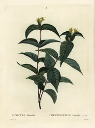 Northern bush honeysuckle, Diervilla lonicera (Lonicera diervilla). Handcoloured stipple engraving by Du Ruisseau after an illustration by Pierre-Joseph Redoute from Henri Louis Duhamel du Moncel