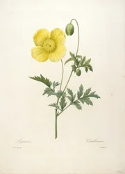 Papaver, from Choix Des Plus Belle Fleurs et des Plus Beaux Fruits, 1827