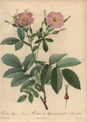Pink alpine rose, Rosa pendulina