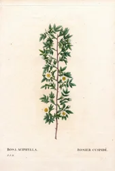 Pink cuspidate, Rosa canina variety