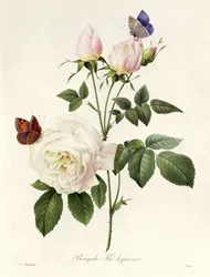 Rosa: Bengale the Hymenes, from 