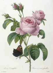 Rosa Centifolia, from Choix Des Plus Belle Fleurs et des Plus Beaux Fruits, 1827