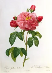 Rosa Gallica Aurelianensis, engraved by Eustache Hyacinthe Langlois (1777-1837)