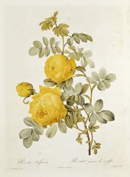 Rosa Sulfurea (Yellow Rose) from 
