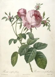 Rosa centifolia foliacea, from Les Roses, 1817-24