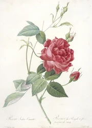 Rosa indica cruenta, Bengal rose with blood-purple flowers, from Les Roses, 1817-24