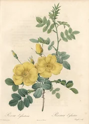 Rosa Rubigineux with Yellow Roses (Rosa Rubiginosa) - Engraving by Langlois, Based on an Illustration by Pierre Joseph Redoute, from Les Roses