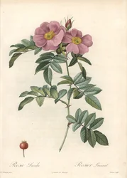 Virginia Rose with Pink Flowers - Engraving by Bessin, from an Illustration by Pierre Joseph Redoute, from Les Roses