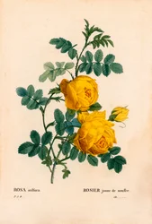 Rose sulfur, Rosa hemisphaerica, Yellow rose sulfur. Handcoloured stipple copperplate engraving from Pierre Joseph Redoute