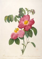 Provins Rose from La Couronne de roses