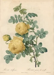 Rosier des Turks - Engraving by Langlois, Based on an Illustration by Pierre Joseph Redoute, from Les Roses