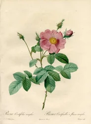 Hundred Leaves Rose with Simple Flowers - Engraving by Chapuy, from an Illustration by Pierre Joseph Redoute, from Les Roses