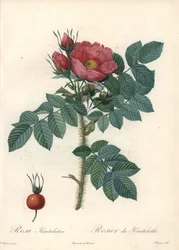 Rough Rose or Kamchatka Rose - Engraving by Chapuy, from an Illustration by Pierre Joseph Redoute, from Les Roses