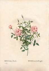 Rouletii Rose, Rosa Chinensis Var. Minima Rouletii, Bengal Dwarf Rose. Handcoloured Stipple Copperplate Engraving from Pierre Joseph Redoute