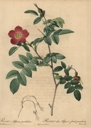 Scarlet alpine rose, Rosa pendulina