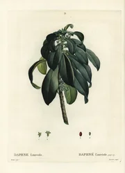 Spurge laurel, Daphne laureola. Handcoloured stipple engraving from Henri Louis Duhamel du Moncel