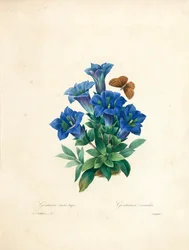 Stemless Gentian (from 