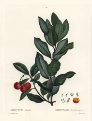 Strawberry Tree, Arbutus Unedo