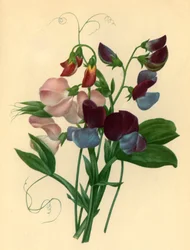 Sweet Peas: Lathyrus odoratus
