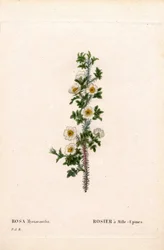 Thousand-Spined Rose, Rose Myriacantha, Rose a Thousand-Spines. Handcoloured Stipple Copperplate Engraving from Pierre Joseph Redoute