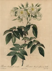 White musk rose, Rosa moschata