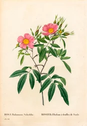 Willow-leaved pink marsh, Rosa palustris, Willow-leaved Hudson rose