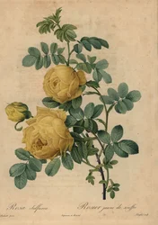 Yellow sulphur rose, Rosa hemisphaerica