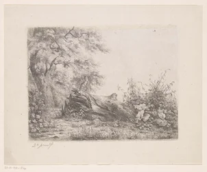 Fallen Tree at the Edge of the Forest