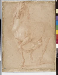 Horse study