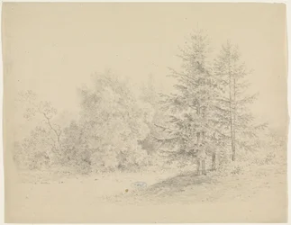 Forest View with Pine Trees