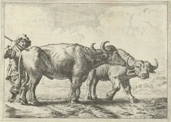 Two Buffaloes and a Shepherd