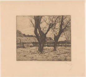 Willows in a Meadow