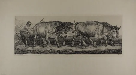 Plowing Oxen