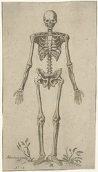Male Skeleton, Front View