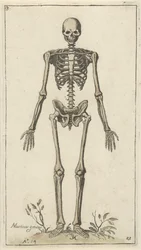 Male Skeleton Seen from the Front (series title: Anatomical Studies)