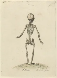 Skeleton, seen from behind