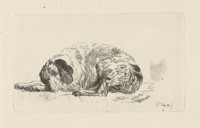 Lying Dog