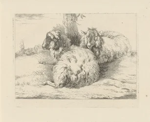 Lying Sheep, Sheep and Goats (series title)