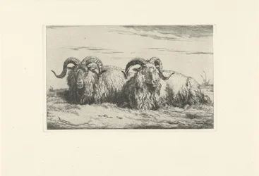 Two Lying Rams