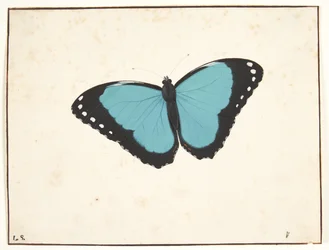An Exotic Day Butterfly