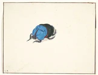 A Rhinoceros Beetle (Scarabaeidae)