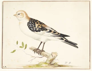 A Snow Bunting (Plectrophenax nivalis)